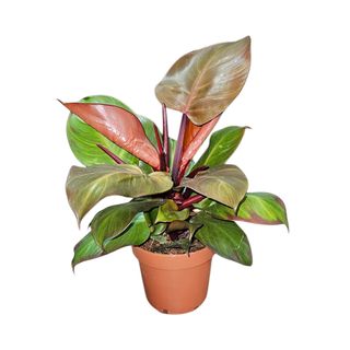 Filodendron