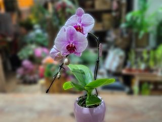 Orhideja