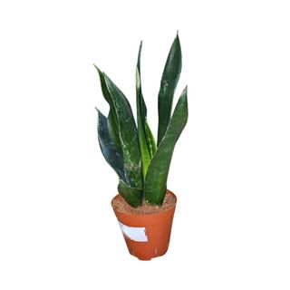 Sansevieria