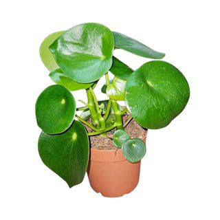 Peperomia