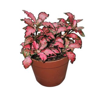 Fittonia