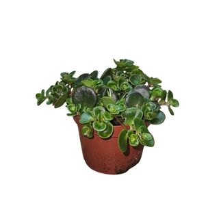 Sedum