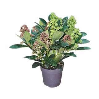 Skimmia