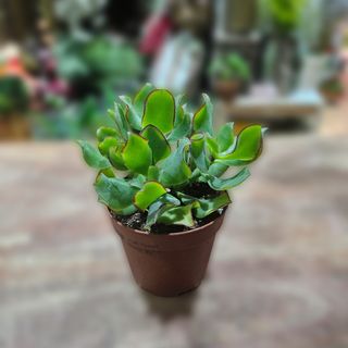 Succulent lončanica 01