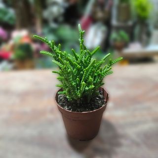 Succulent lončanica 05