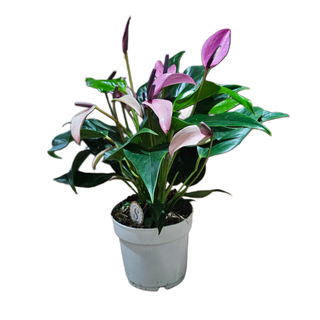 Anthurium