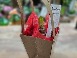 Amarilis u teglici ljubavni