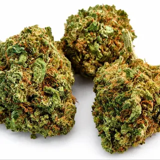CBD Garuto 10g