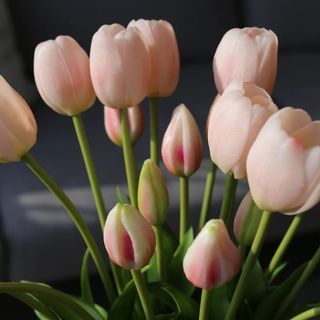 Tulipani blush