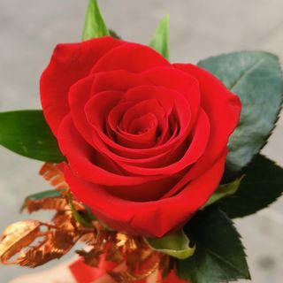 Rosa stabilizzata in confezione regalo