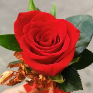 1 Rosa rossa lunga confezione regalo elegante