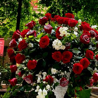 12 Rose rosse lunghe confezione regalo elegante