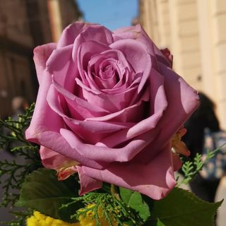 1 Rosa media