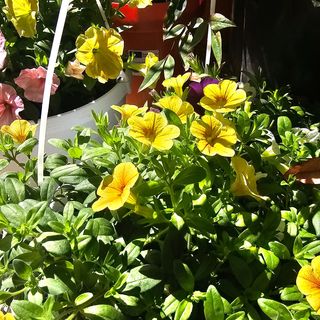 Pianta fiorita piccola