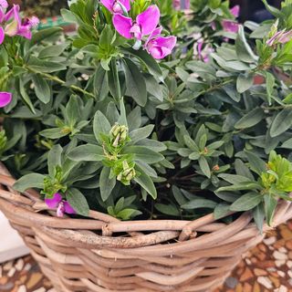 Pianta fiorita media