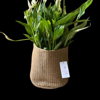 Spatiphillium in caspò di Juta 