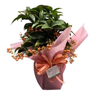 Ardisia bacche pesco