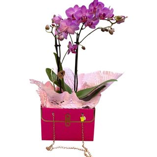 Mini phalaenopsis in Bag
