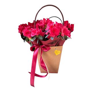 Azalea in Bag