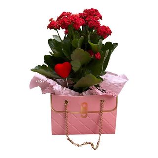 Kalandiva in bag