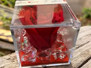 Rosa Ice Red