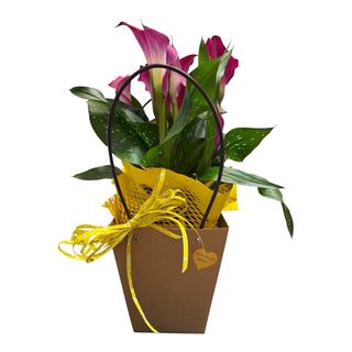 Calla in bag
