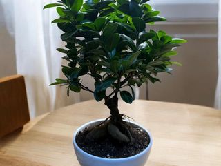 Bonsai vaso ceramica