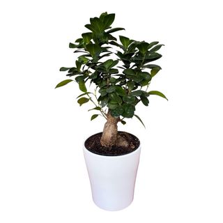 Bonsai vaso ceramica