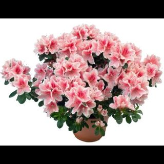 Azalea