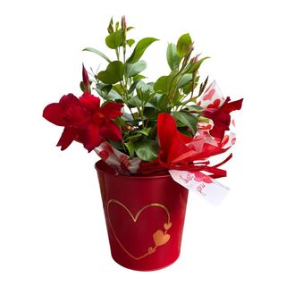 Depladenia in Caspò cuore