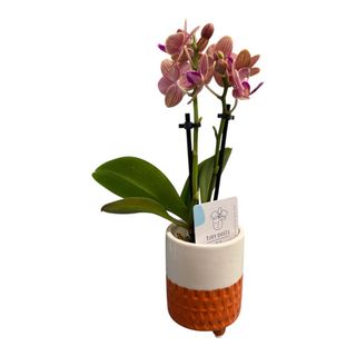Phalaenopis mini