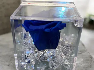 Rosa Ice Blue