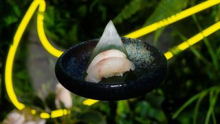 15.Spigola - 2 pezzi