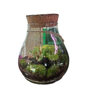 Terrarium
