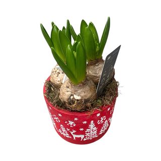 Composizione giaciti vaso natale