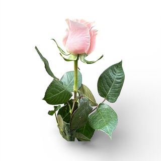 Rosa rosa verde gambo medio