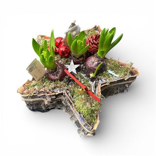 Composizione giacinti stella