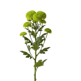 Santini verdi - 1 pezzo