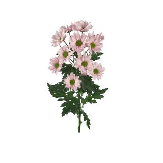 Santini rosa/fuxia - 1 pezzo