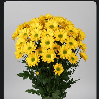 Margherite mazzo giallo