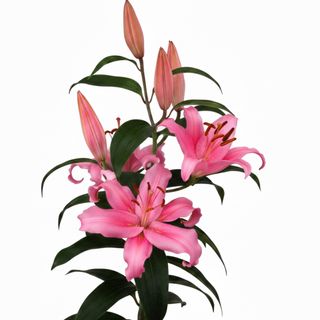 Lilium orientale rosa/fuxia