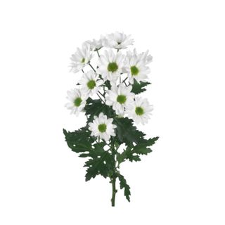 Santini bianchi - 1 pezzo