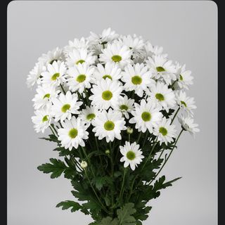 Margherite mazzo bianco