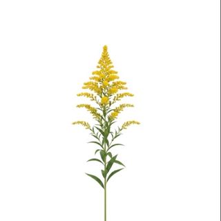 Solidago giallo