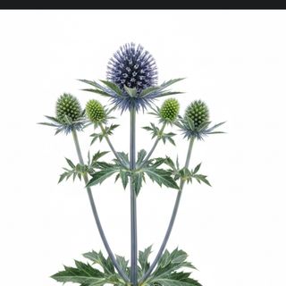 Eryngium