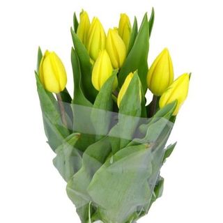 Tulipani gialli - 10 pezzi