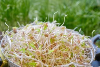 Germogli di soia alla piastra