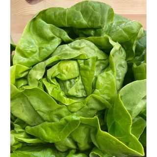Lattuga al kg