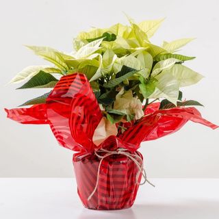 Stella di Natale bianca 