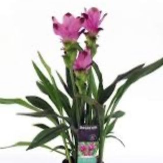 Curcuma